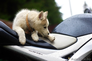 милые щенки породы сибирской хаски
