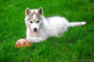 Щенки хаски профессиональный питомник LEKDEIRI