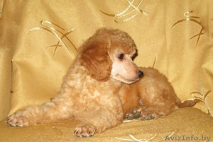 Щенок карликового пуделя