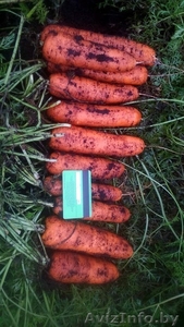 Морковь крупным оптом напрямую от производителя, от 20 тонн - Изображение #1, Объявление #1504911