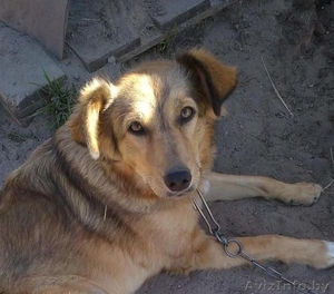 Молодая стерилизованная собачка