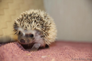 Африканские карликовые ежи