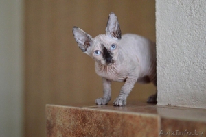 Девочка Канадский Сфинкс