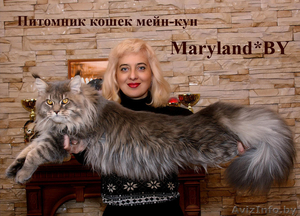 Мейн-кун котенок - Изображение #3, Объявление #1524085