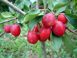 Райские яблони сортовые саженцы - Изображение #2, Объявление #1581960