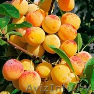 Колоновидные абрикосы, персики, вишни, черешни, сливы, груши, яблони 1 - Изображение #5, Объявление #1581959