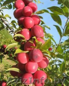 Колоновидные абрикосы, персики, вишни, черешни, сливы, груши, яблони 1 - Изображение #7, Объявление #1581959