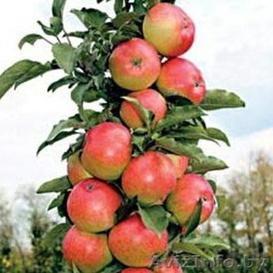 Колоновидные абрикосы, персики, вишни, черешни, сливы, груши, яблони 1 - Изображение #9, Объявление #1581959