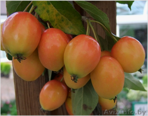 Райские яблони сортовые саженцы - Изображение #4, Объявление #1581960