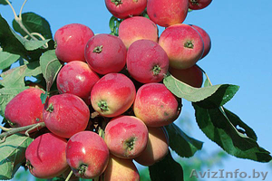 Райские яблони сортовые саженцы - Изображение #5, Объявление #1581960