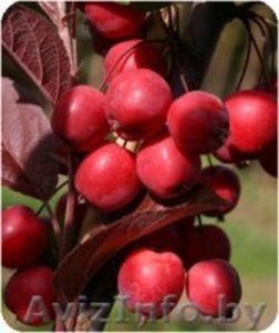 Райские яблони сортовые саженцы - Изображение #6, Объявление #1581960