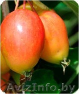 Райские яблони сортовые саженцы - Изображение #7, Объявление #1581960