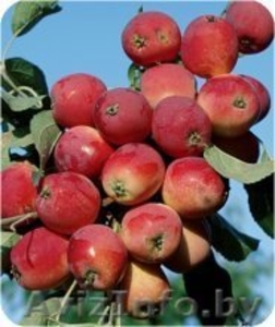 Райские яблони сортовые саженцы - Изображение #8, Объявление #1581960