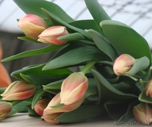 Цветы Тюльпан оптом к 8 марта  - Изображение #1, Объявление #1522765