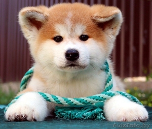 Щенки (Акита-ину). Питомник. на продажу имются