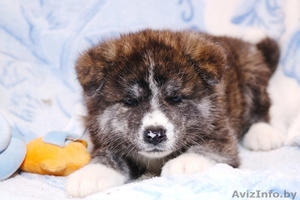 Щенки Японской (акита-ину )тигрового окраса. на продажу из питомника