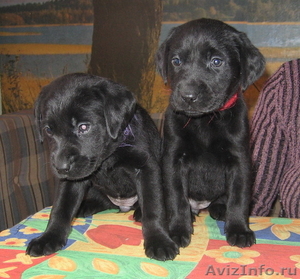 лабрадора щенки черного окраса