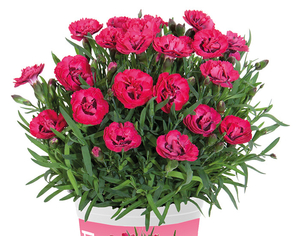 Цветы Тюльпан оптом к 8 марта  - Изображение #4, Объявление #1522765