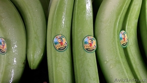 Бананы зелёные оптом - Изображение #2, Объявление #332946