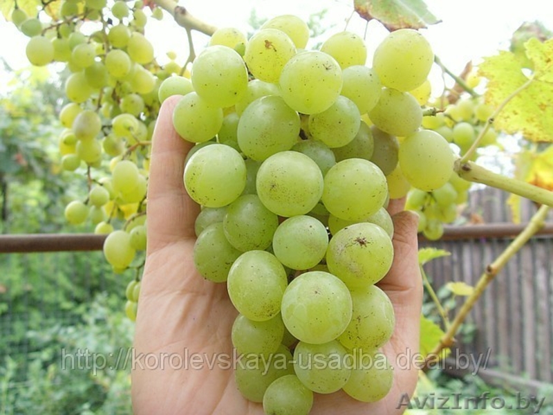 Декоративные деревья и кустарники. Плодовые саженцы. Саженцы роз мн. др. - Изображение #2, Объявление #13095