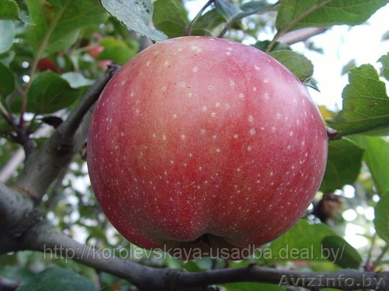 Декоративные деревья и кустарники. Плодовые саженцы. Саженцы роз мн. др. - Изображение #3, Объявление #13095