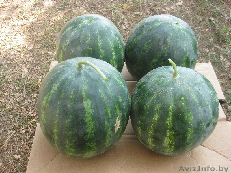 АРБУЗ, ДЫНЯ лучшие сорта, без посредников, низкие цены - Изображение #2, Объявление #70297