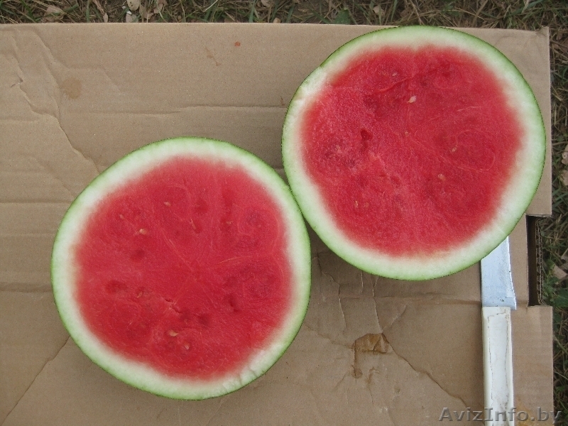 АРБУЗ, ДЫНЯ лучшие сорта, без посредников, низкие цены - Изображение #1, Объявление #70297