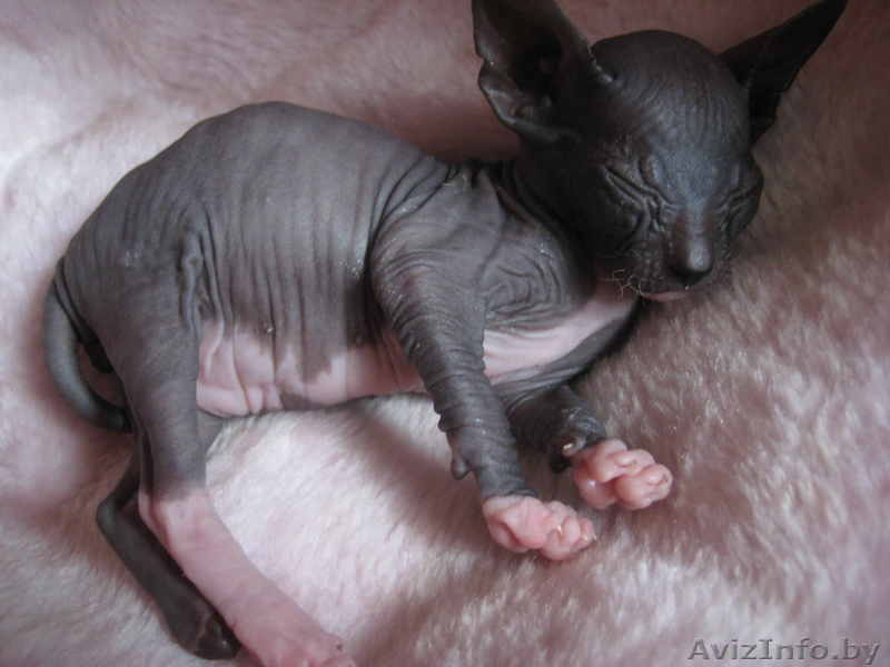 Донской сфинкс, котята 2 мес. с документами - Изображение #1, Объявление #80227