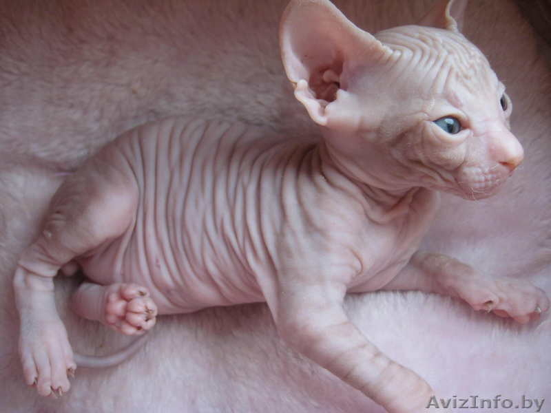 Донской сфинкс, котята 2 мес. с документами - Изображение #2, Объявление #80227