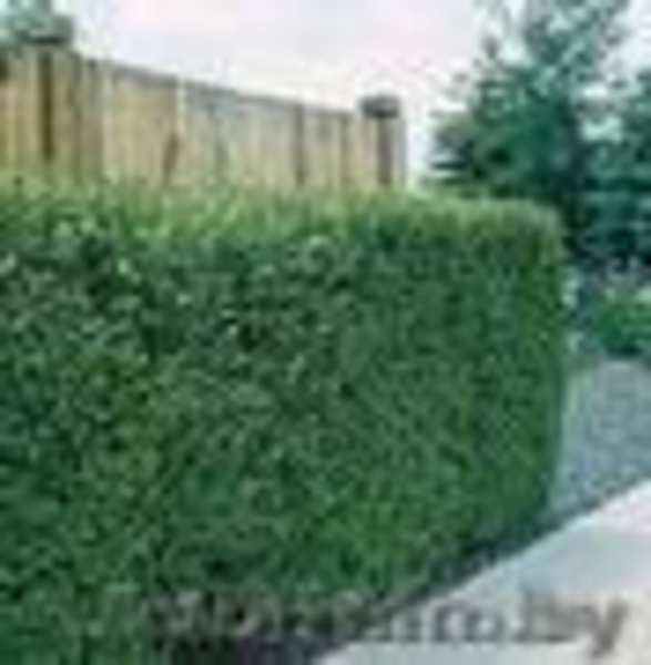 Бирючина                  - Изображение #2, Объявление #99706