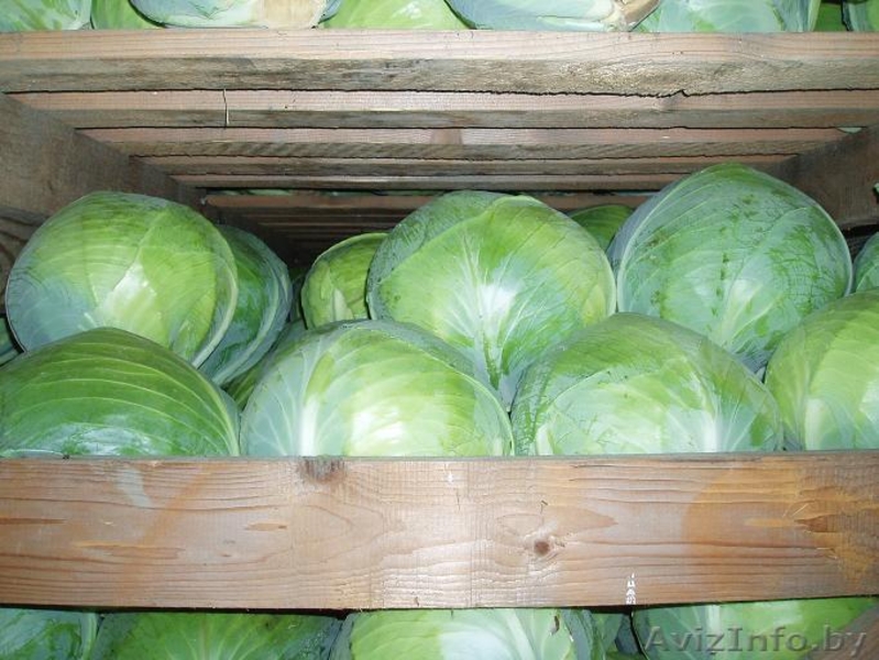 Овощи и фрукты из Европы - Изображение #2, Объявление #161207