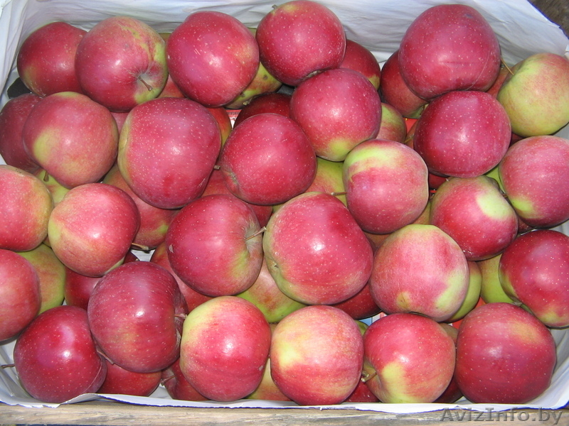 Продаем яблоко из Польши - Изображение #6, Объявление #176722