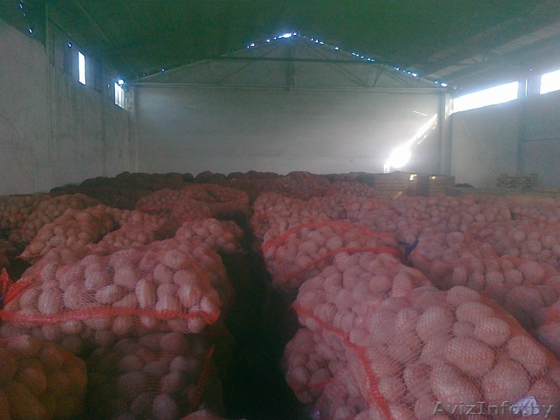 Овощи и фрукты из Европы - Изображение #3, Объявление #161207