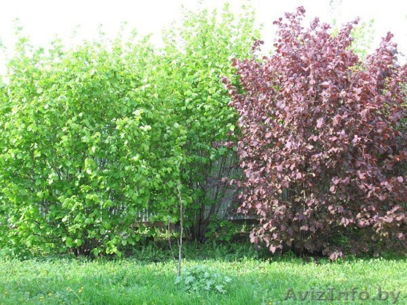 Саженцы фундука продажа - Изображение #3, Объявление #203192