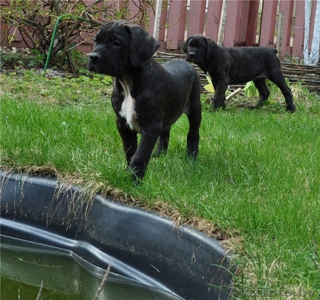 канарский дог(Дого Канарио) - Изображение #2, Объявление #272500