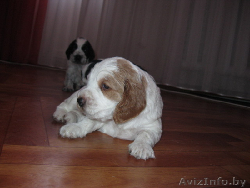 русский  охотничий  спаниель - Изображение #1, Объявление #262734