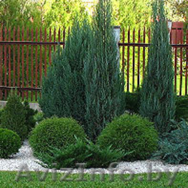 Центр ландшафтной архитектуры, ООО -WWW.GRINCITI.BY - Изображение #2, Объявление #255484