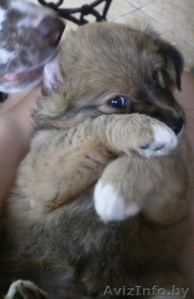 Отдам в дар в добрые руки щенка дворовой собаки. - Изображение #1, Объявление #292071