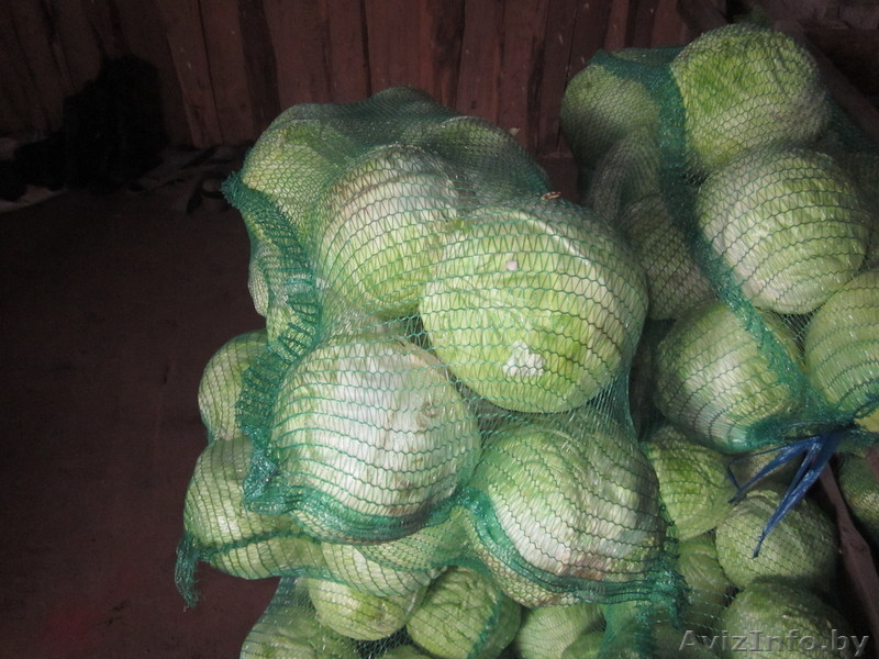 Частное фермерское хозяйство реализует Картофель, Морковь, Капусту  - Изображение #2, Объявление #322943