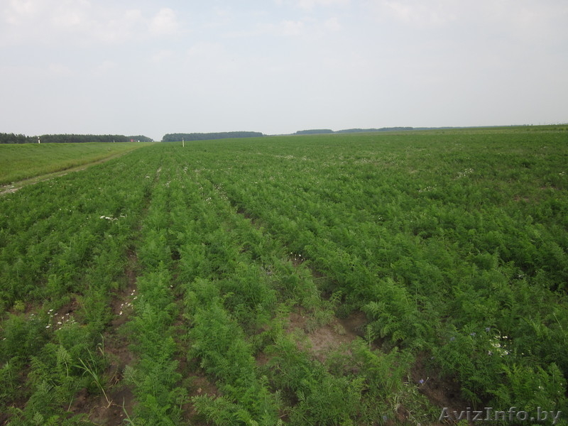Частное фермерское хозяйство реализует Картофель, Морковь, Капусту  - Изображение #4, Объявление #322943