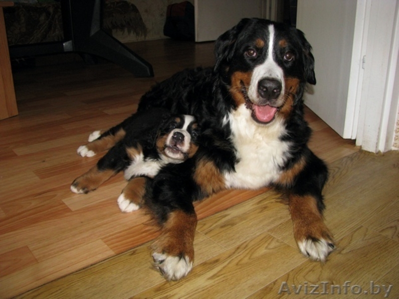 Щенки бернского зенненхунда, - Изображение #1, Объявление #341513