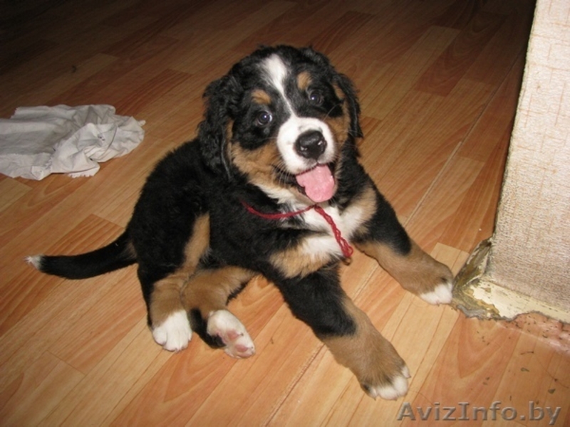 Щенки бернского зенненхунда, - Изображение #2, Объявление #341513