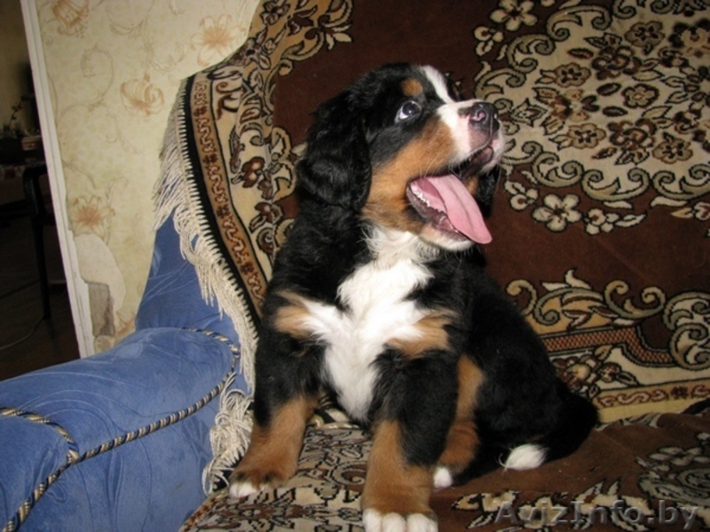 Щенки бернского зенненхунда, - Изображение #3, Объявление #341513