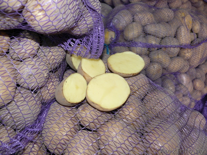 ИООО "БиссолоГабриэлеФарм" - Изображение #2, Объявление #361446