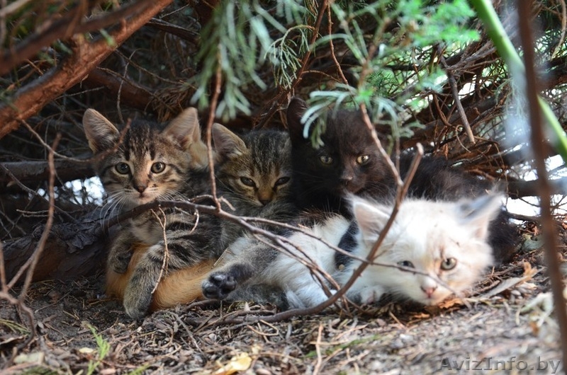 Отдам в добрые руки котят (1 месяц) - Изображение #7, Объявление #376050