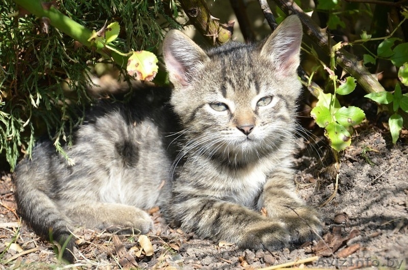 Отдам в добрые руки котят (1 месяц) - Изображение #6, Объявление #376050