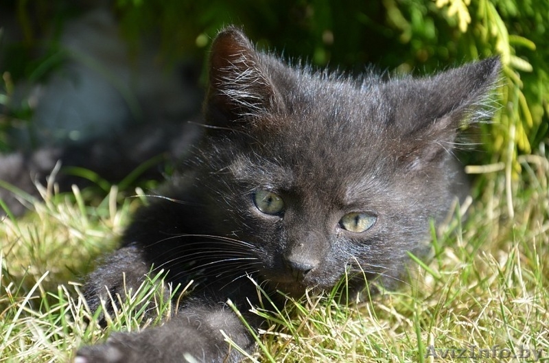 Отдам в добрые руки котят (1 месяц) - Изображение #3, Объявление #376050