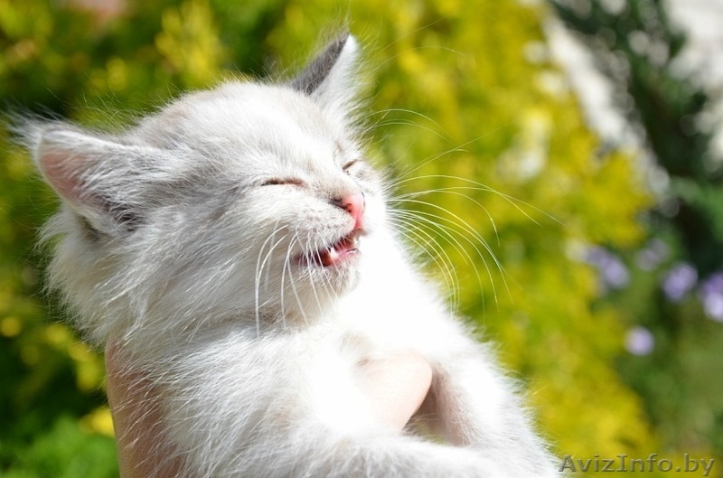 Отдам в добрые руки котят (1 месяц) - Изображение #2, Объявление #376050