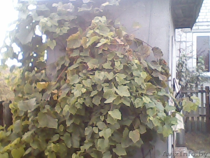 Продается хорощий земельный участок. - Изображение #5, Объявление #396657