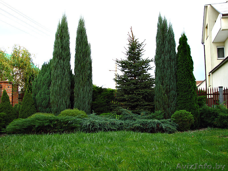 ОЗЕЛЕНЕНИЕ УЧАСТКА, ЛАНДШАФТНЫЙ ДИЗАЙН  - Изображение #2, Объявление #218417